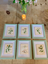 Load image into Gallery viewer, Set of 6 Beautiful Antique Botanical Prints, dating 1855