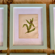 Load image into Gallery viewer, Set of 6 Beautiful Antique Botanical Prints, dating 1855