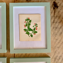 Load image into Gallery viewer, Set of 6 Beautiful Antique Botanical Prints, dating 1855