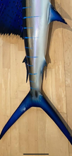 Load image into Gallery viewer, Sailfish Taxidermy