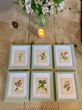 Load image into Gallery viewer, Set of 6 Beautiful Antique Botanical Prints, dating 1855