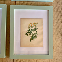 Load image into Gallery viewer, Set of 6 Beautiful Antique Botanical Prints, dating 1855