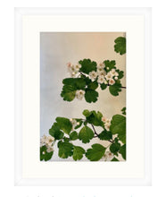 Load image into Gallery viewer, Hawthorn 3-piece framed prints