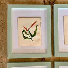 Load image into Gallery viewer, Set of 6 Beautiful Antique Botanical Prints, dating 1855