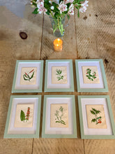 Load image into Gallery viewer, Set of 6 Beautiful Antique Botanical Prints, dating 1855