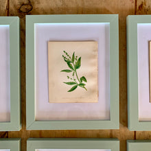 Load image into Gallery viewer, Set of 6 Beautiful Antique Botanical Prints, dating 1855