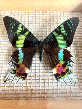 Load image into Gallery viewer, Madagascan Sunset Moth - Taxidermy Entomology mounted in frame