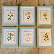 Load image into Gallery viewer, Set of 6 Beautiful Antique Botanical Prints, dating 1855