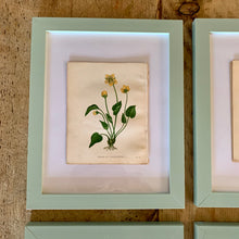 Load image into Gallery viewer, Set of 6 Beautiful Antique Botanical Prints, dating 1855