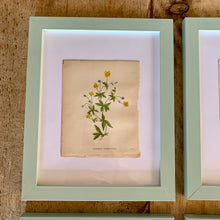 Load image into Gallery viewer, Set of 6 Beautiful Antique Botanical Prints, dating 1855