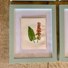 Load image into Gallery viewer, Set of 6 Beautiful Antique Botanical Prints, dating 1855