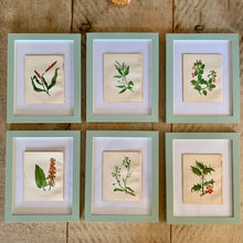 Load image into Gallery viewer, Set of 6 Beautiful Antique Botanical Prints, dating 1855