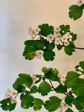 Load image into Gallery viewer, Hawthorn 3-piece framed prints