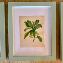 Load image into Gallery viewer, Set of 6 Beautiful Antique Botanical Prints, dating 1855