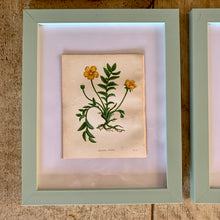 Load image into Gallery viewer, Set of 6 Beautiful Antique Botanical Prints, dating 1855