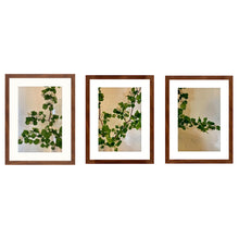 Load image into Gallery viewer, Hawthorn 3-piece framed prints