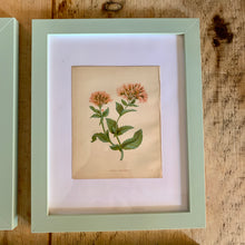 Load image into Gallery viewer, Set of 6 Beautiful Antique Botanical Prints, dating 1855