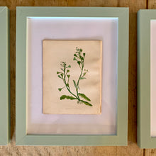 Load image into Gallery viewer, Set of 6 Beautiful Antique Botanical Prints, dating 1855