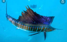 Load image into Gallery viewer, Sailfish Taxidermy
