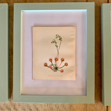 Load image into Gallery viewer, Set of 6 Beautiful Antique Botanical Prints, dating 1855