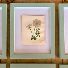 Load image into Gallery viewer, Set of 6 Beautiful Antique Botanical Prints, dating 1855