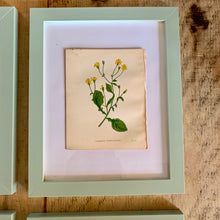 Load image into Gallery viewer, Set of 6 Beautiful Antique Botanical Prints, dating 1855