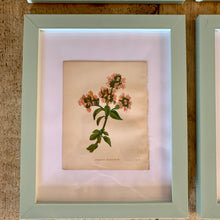 Load image into Gallery viewer, Set of 6 Beautiful Antique Botanical Prints, dating 1855