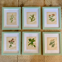 Load image into Gallery viewer, Set of 6 Beautiful Antique Botanical Prints, dating 1855