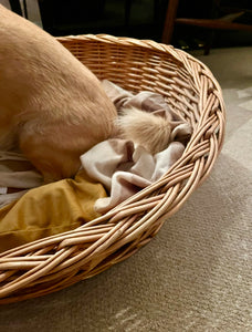 Large Wicker Dog Bed