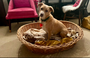 Large Wicker Dog Bed