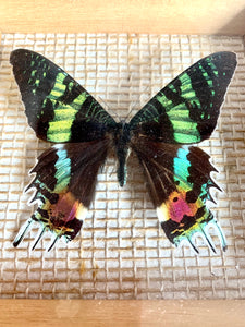 Madagascan Sunset Moth - Taxidermy Entomology mounted in frame