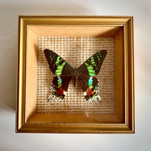 Load image into Gallery viewer, Madagascan Sunset Moth - Taxidermy Entomology mounted in frame