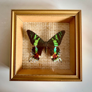 Madagascan Sunset Moth - Taxidermy Entomology mounted in frame