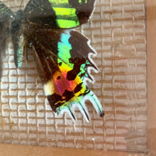 Load image into Gallery viewer, Madagascan Sunset Moth - Taxidermy Entomology mounted in frame