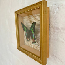 Load image into Gallery viewer, Madagascan Sunset Moth - Taxidermy Entomology mounted in frame