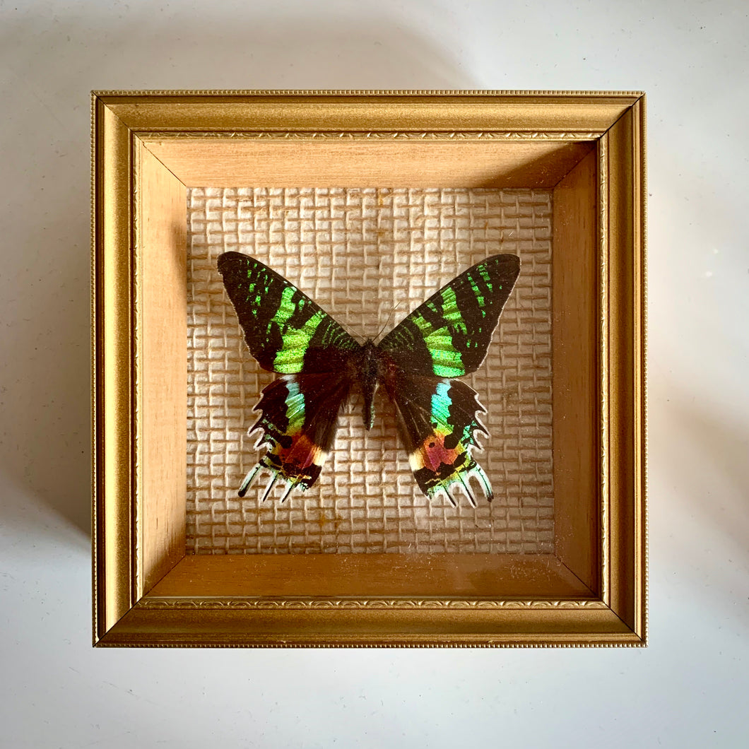 Madagascan Sunset Moth - Taxidermy Entomology mounted in frame